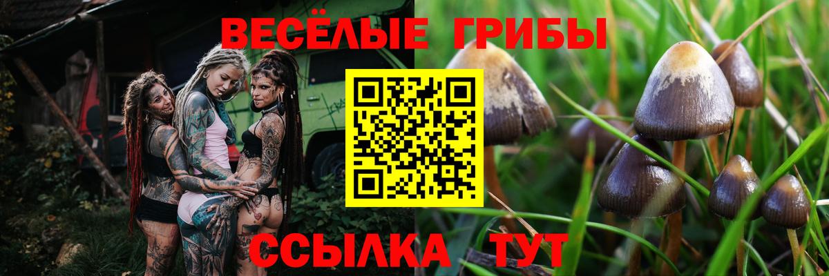 Псилоцибиновые грибы прущие грибы Великий Новгород